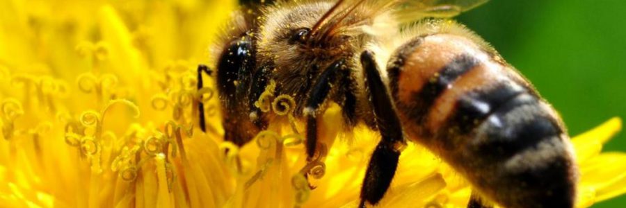 «Пчела-одна из семи сокровищ мира»